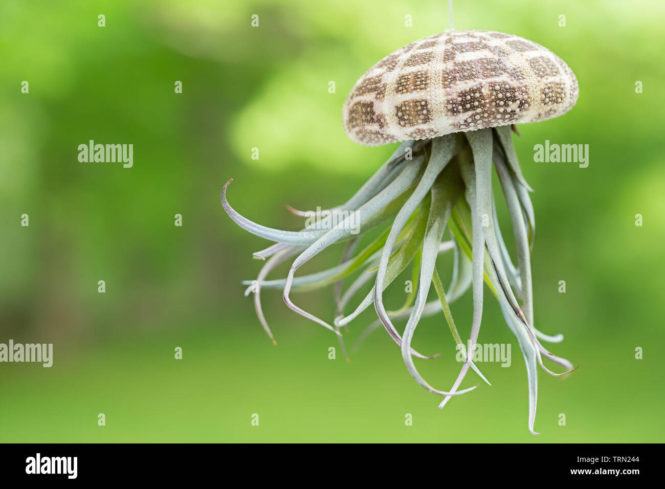 Hanging Air Plant Growing Out Of A Sea Urchin Shell Stock Photo