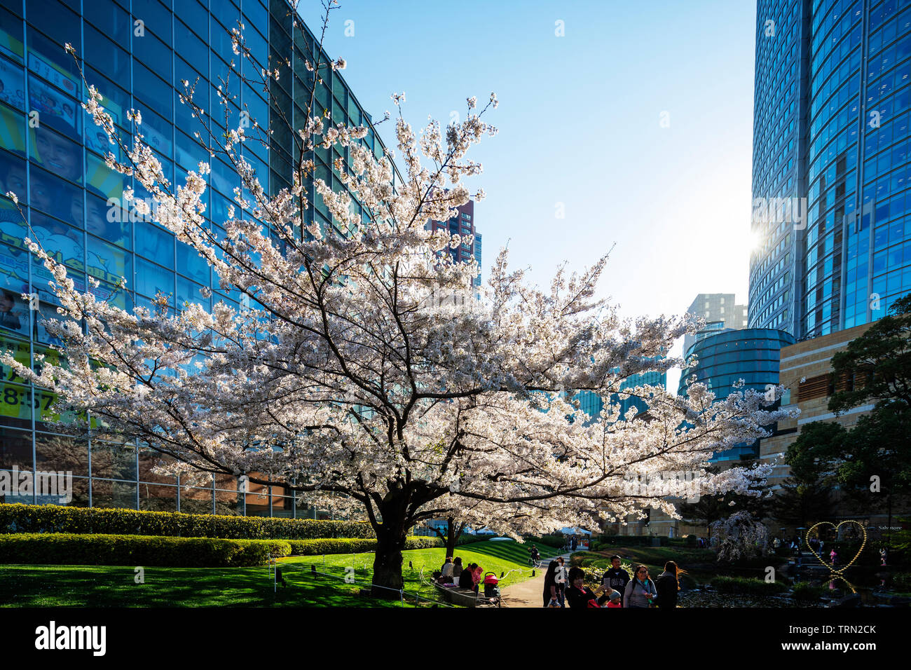 Asia, Japan, Tokyo, Roppongi, Tokyo Mid Town, spring cherry blossoms, Stock Photo
