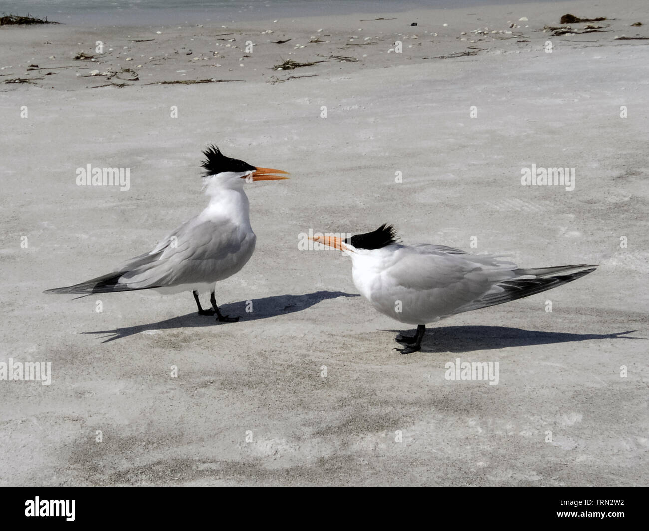 A plump young royal tern (Thalasseus maximus) looks to its mother (left) for food on a sandy beach along the Gulf of Mexico on Longboat Key in Sarasota County, Florida, USA. Until making their first flight four to five weeks after birth, young birds wait on shore for their parents to feed them. Both male and female adults hover over the seawater and then plunge beneath it to bring back fish which they will regurgitate to their single offspring. The parents recognize the particular call of their youngster seeking food and feed only their own young. Stock Photo