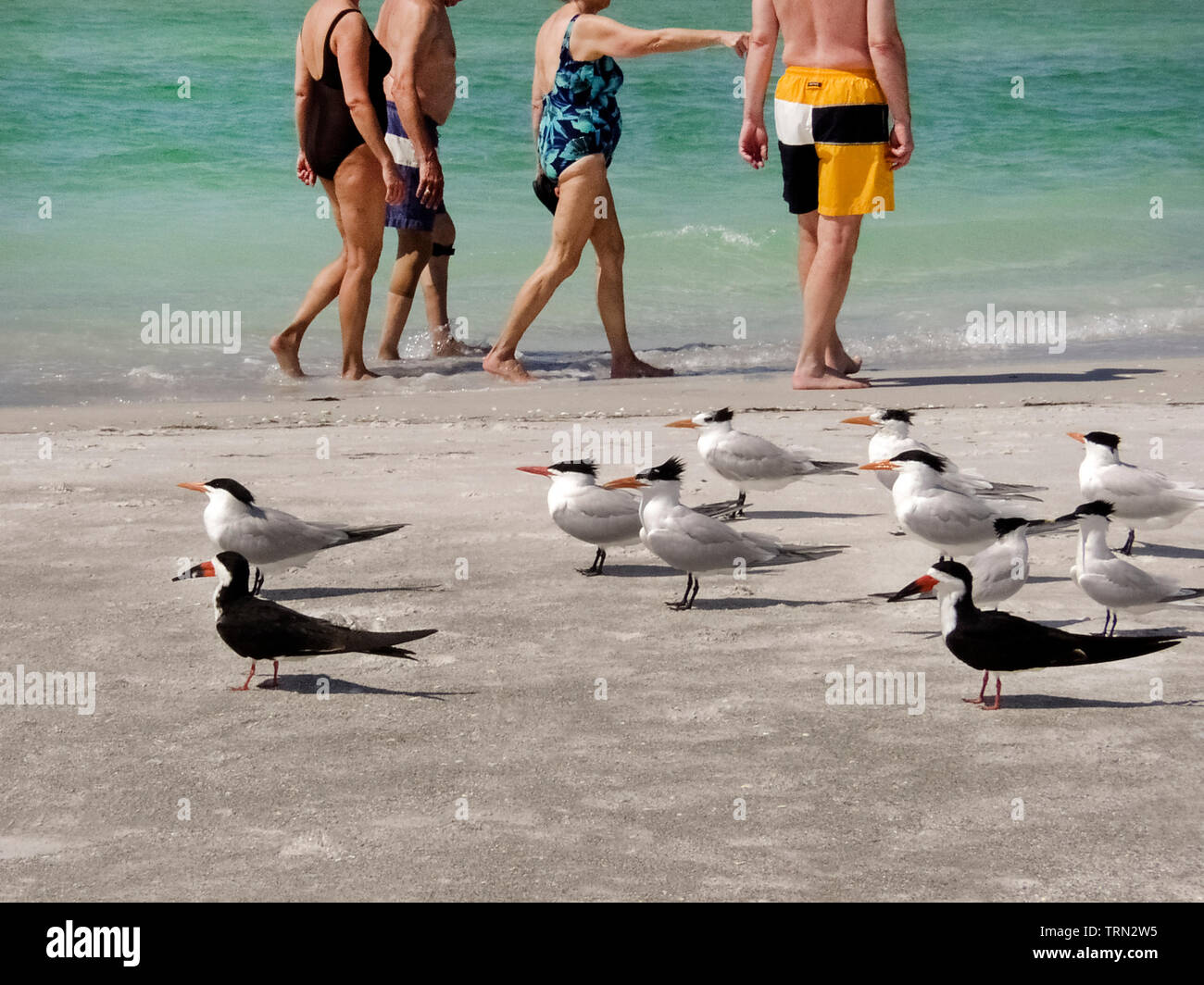 Several royal terns (Thalasseus maximus) and two black skimmers (Rynchops niger) rest on a sandy beach undisturbed by elderly tourists in swimsuits walking behind them in the tropical waters of the Gulf of Mexico along Longboat Key in Sarasota County, Florida, USA. Shorebirds and vacationers share many of the beaches that rim the1,350-mile (2,173-kilometer) coastline of the Sunshine State. Stock Photo