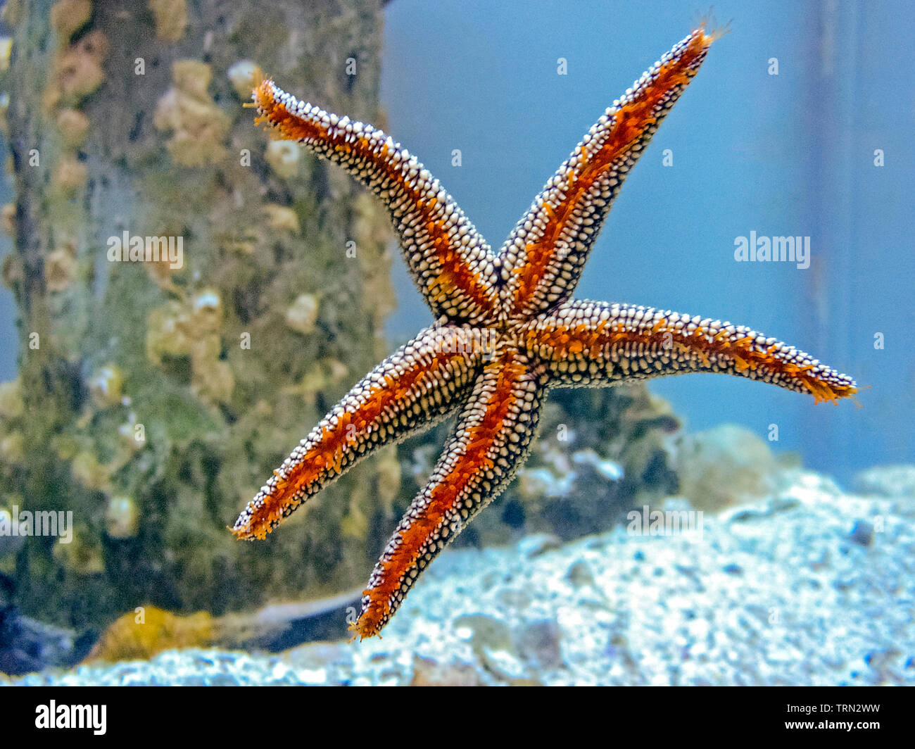 A sea star, commonly but erronously called a starfish, clings to the side of a glass aquarium with thousands of tiny orange-colored tube feet on the undersides of its five arms. The unique feet are used to move around and to hold onto prey. These star-shaped echinoderms are marine invertebrates, not fish, and have tough, spiny skin for protection. The sea animals have the remarkable ability to grow back any arm that has been broken off; this regeneration can take about a year. While five arms is most common, some of the more than 2,000 species of sea stars have 10, 20, and even 50 arms. Stock Photo