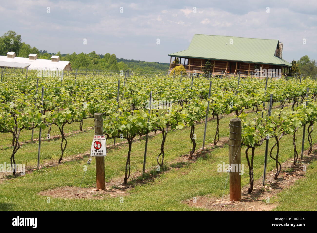 Divine 2024 llama vineyard