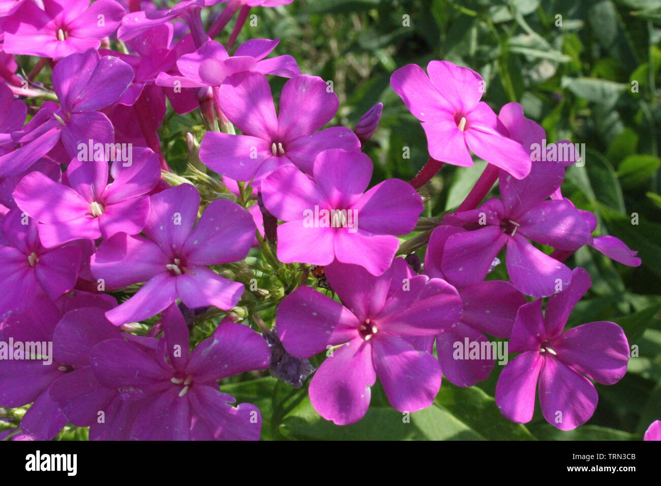 A purple Garden phlox (Phlox paniculata) Stock Photo