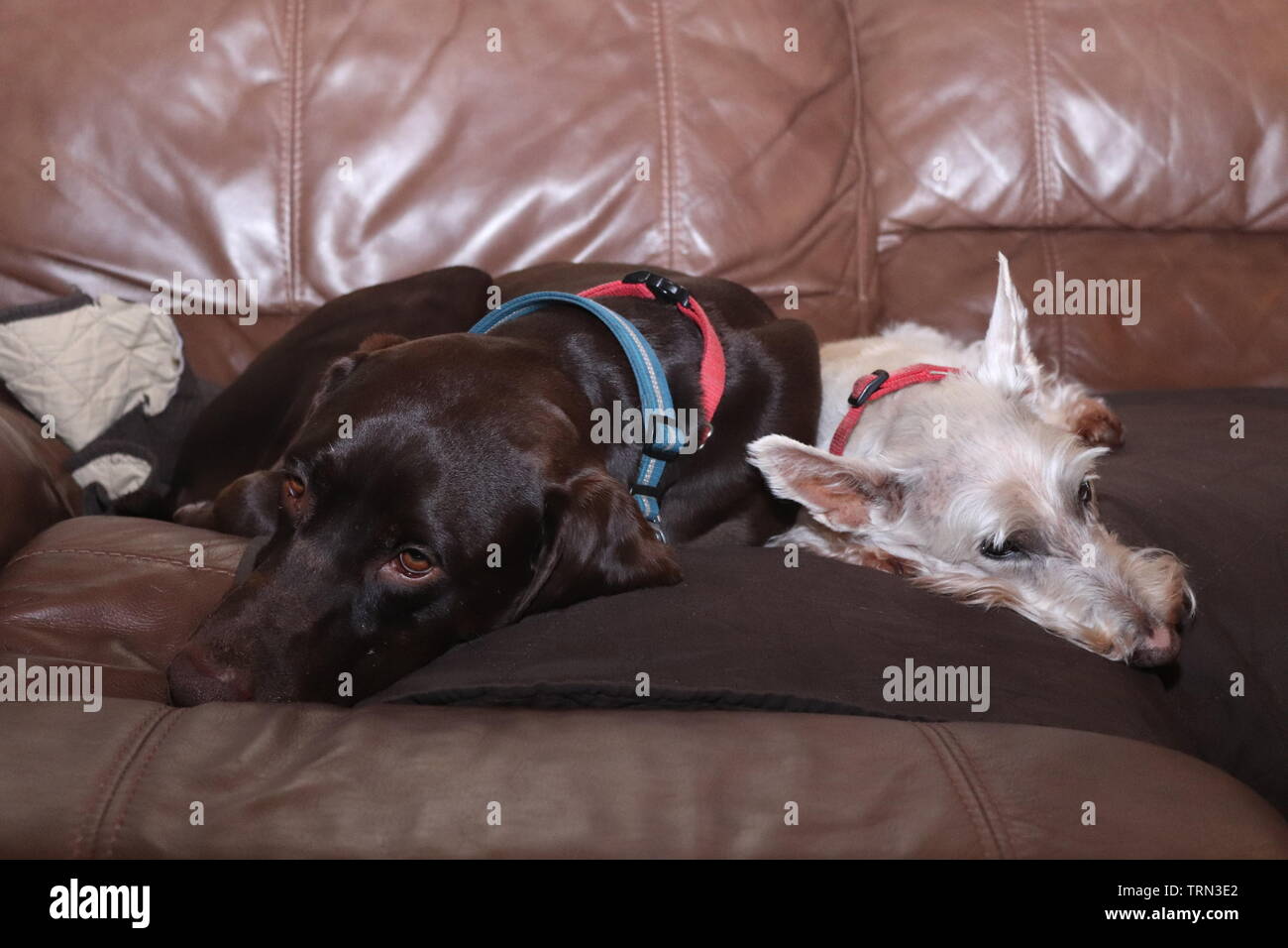 2 dogs laying on the couch Stock Photo Alamy