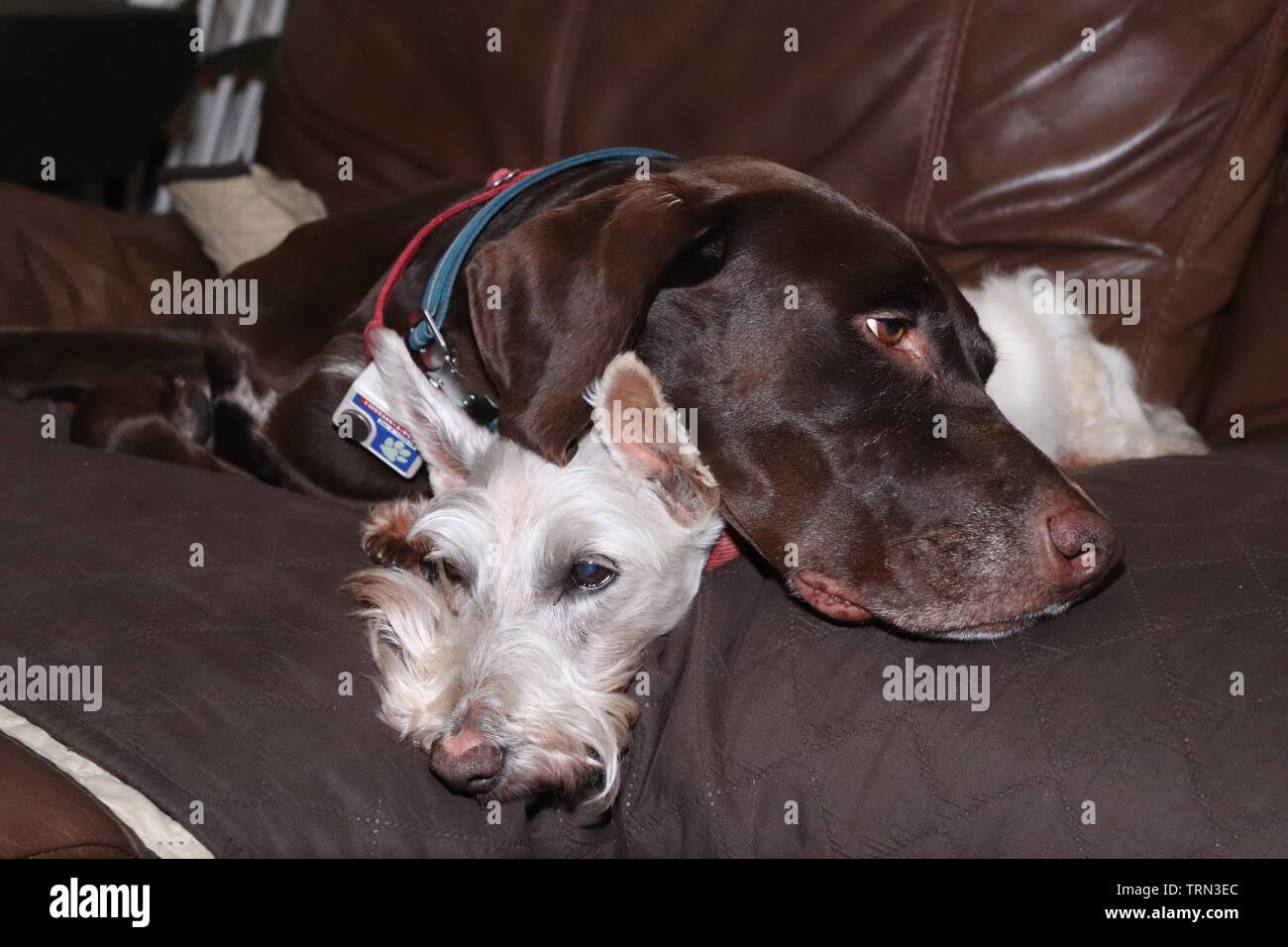 2 dogs laying on the couch Stock Photo Alamy