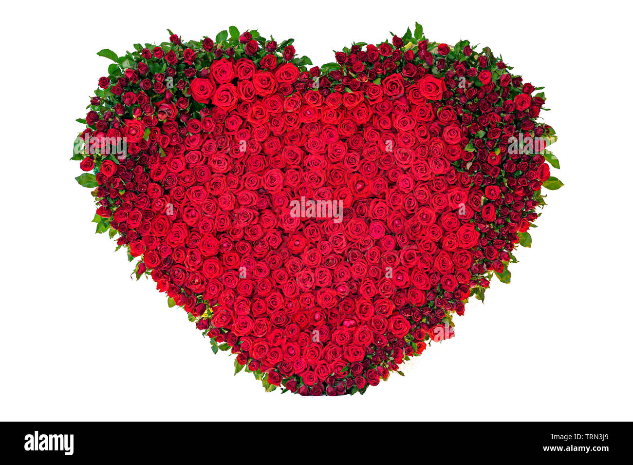 heart rose isolated on the white background Stock Photo