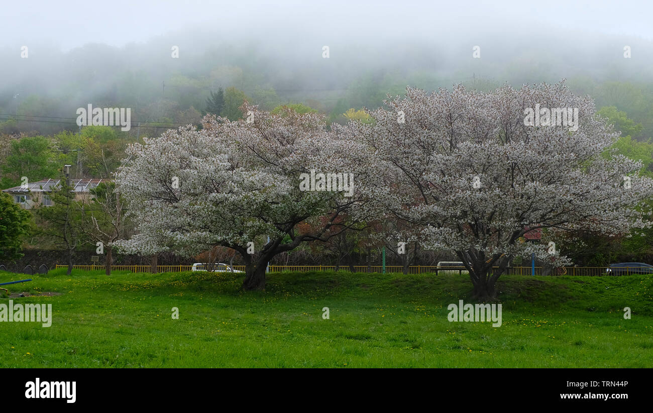 Beautiful cherry blossom trees in full bloom, with green lawn, and mist in the background. Stock Photo