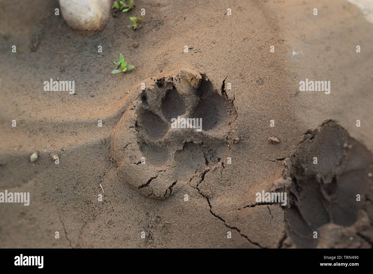 Animal Prints In Dried Up River Bed Stock Photo