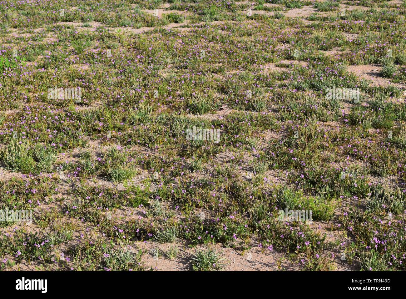 Patch of Flowers in a Desert Stock Photo