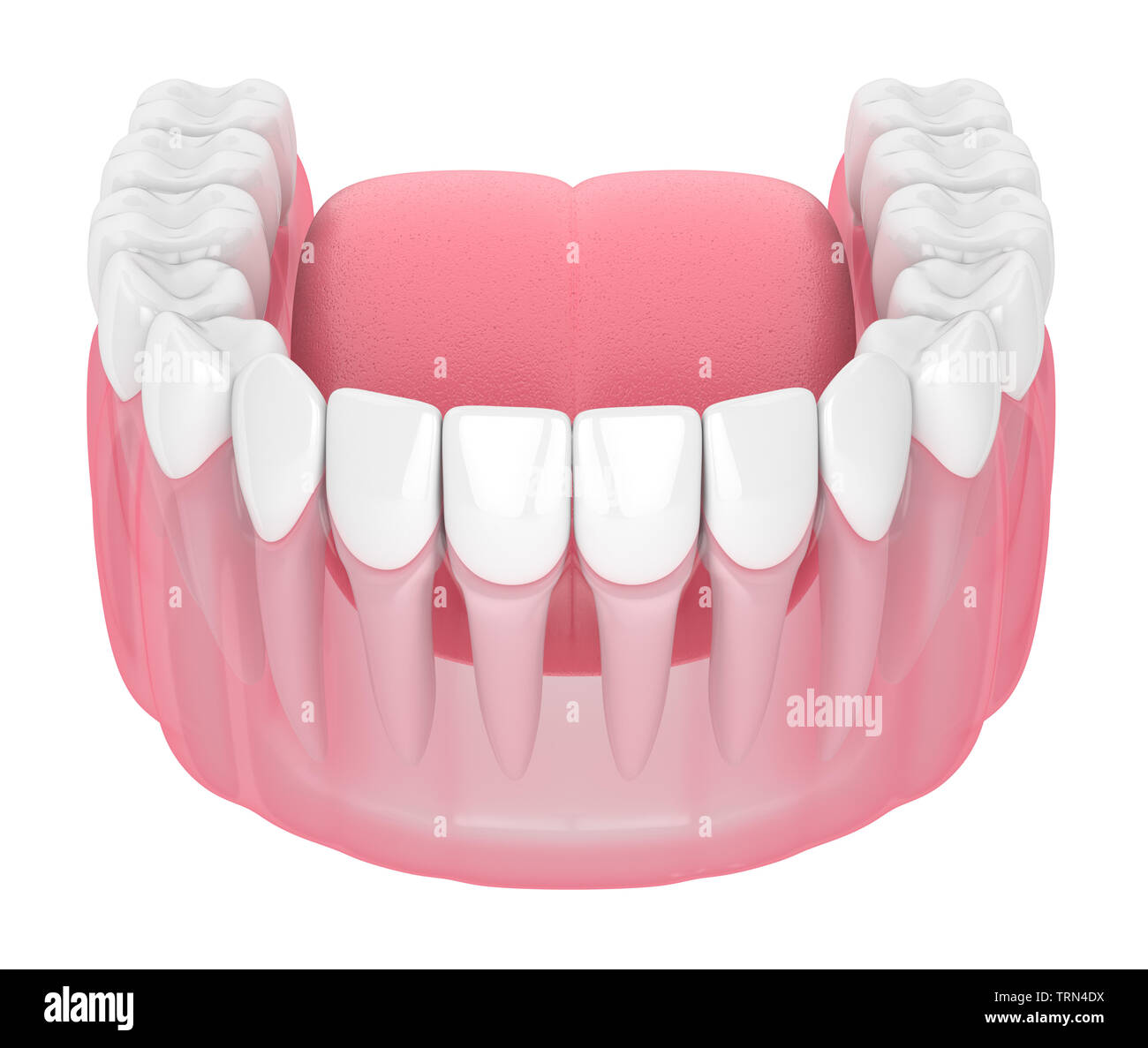 3d render of lower jaw isolated over white background Stock Photo - Alamy