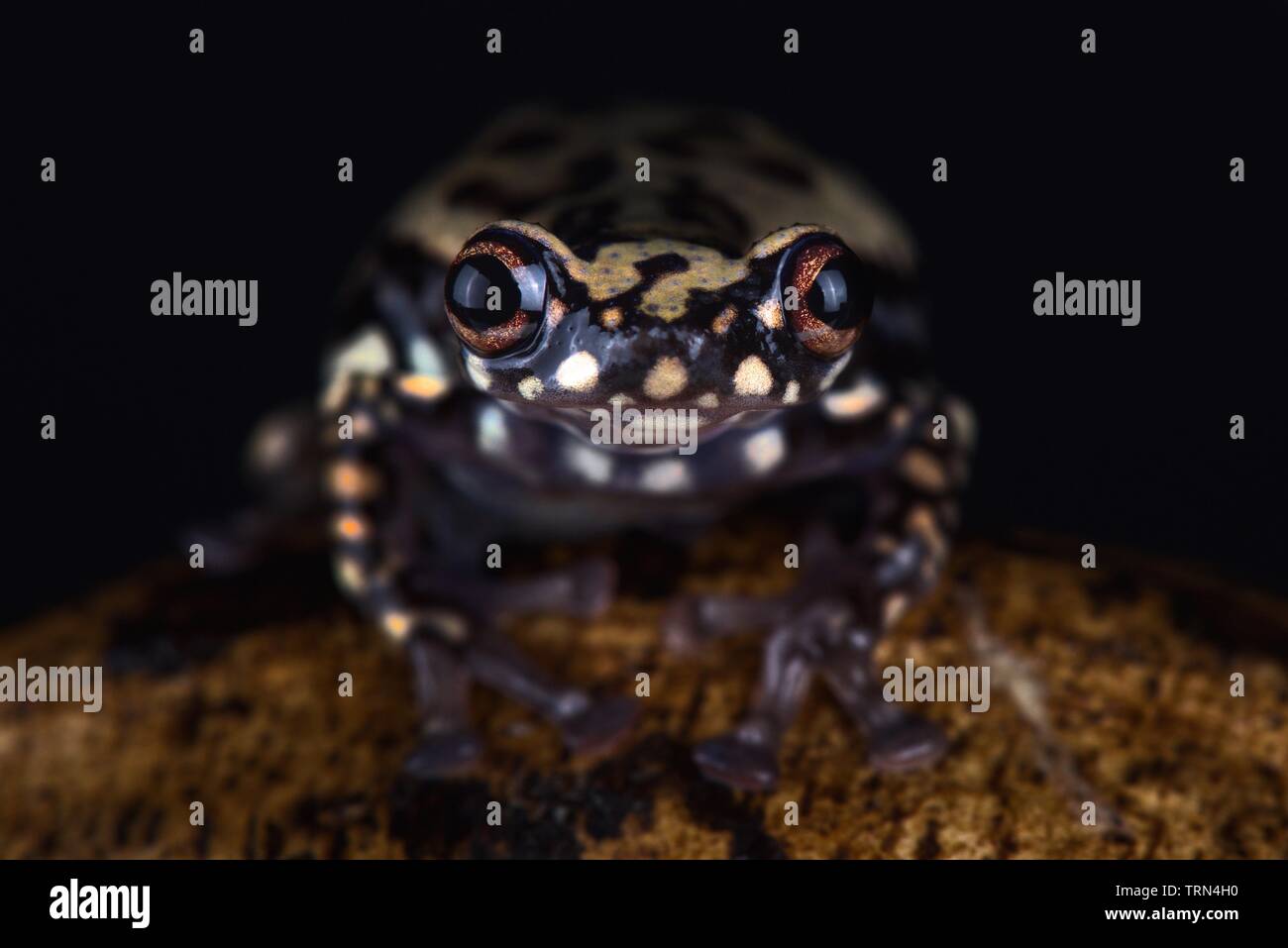 Tukeit hill frog (Allophryne ruthveni) Stock Photo