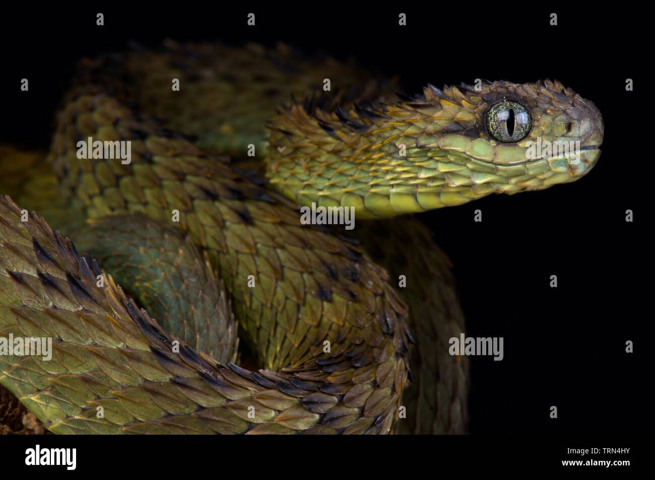 Hairy Bush Viper (Atheris hispida) - Venomous Snake Stock Photo