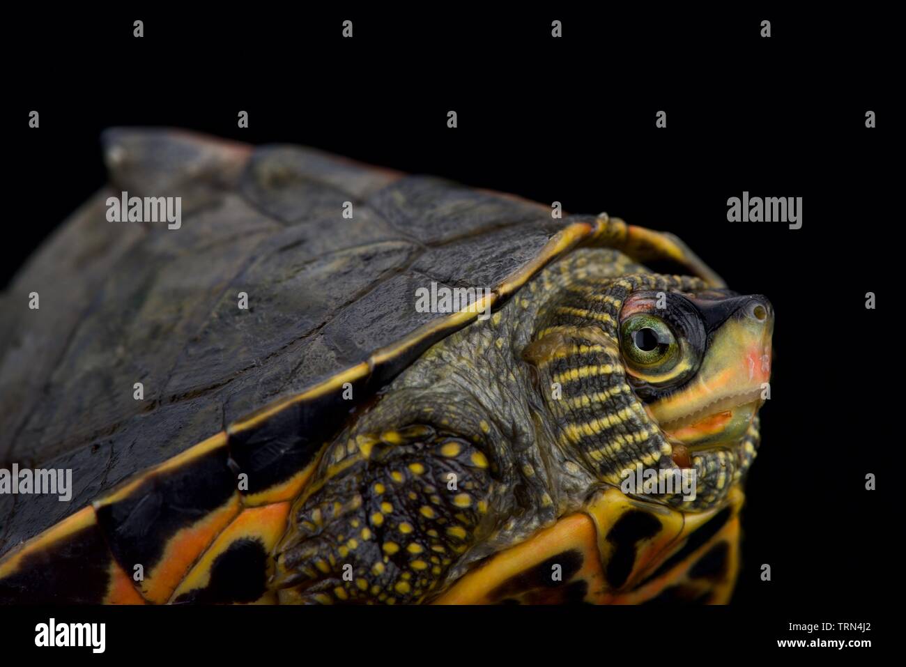 Indian roofed turtle (Pangshura tecta) Stock Photo