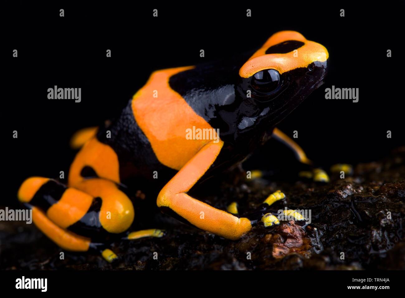 Bumble bee poison frog (Dendrobates Leucomelas) Guyana Banded Stock Photo