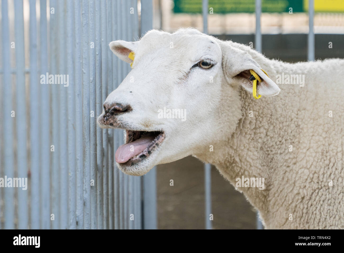 Portrait of a white bleating sheep Stock Photo