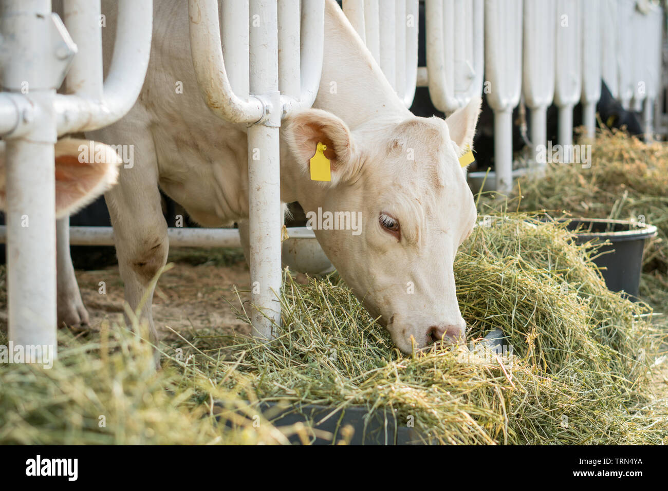 White cow in a stable eating organic hay at dairy farm. Agriculture industry farming concept Stock Photo