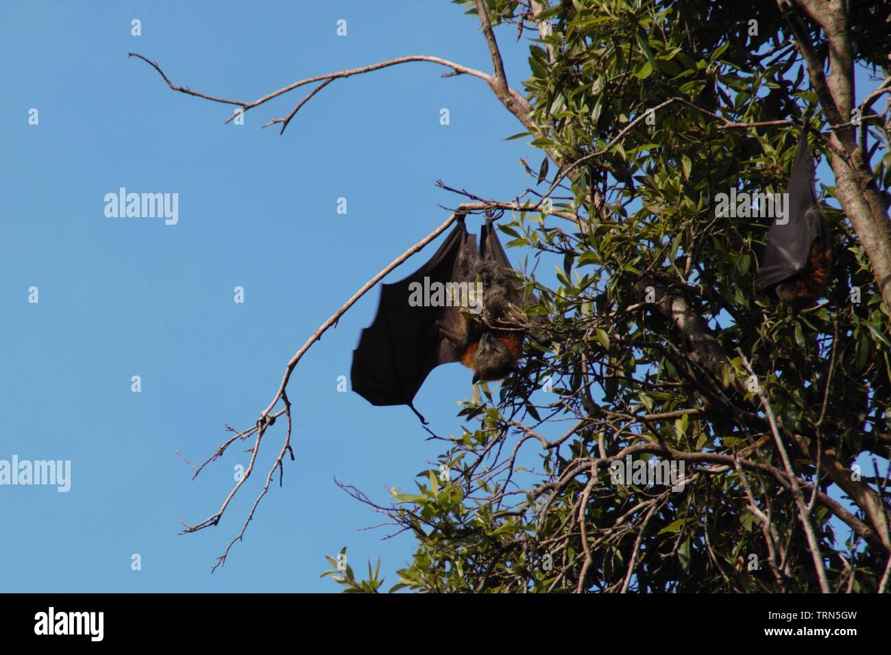 Huge bat spotted in a tree of Sydney centre park – ready to fly Stock Photo
