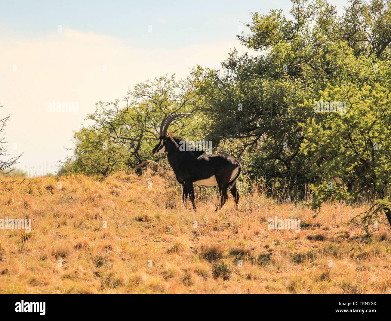 Hippotragus niger - sable antelope male in African nature Stock Photo