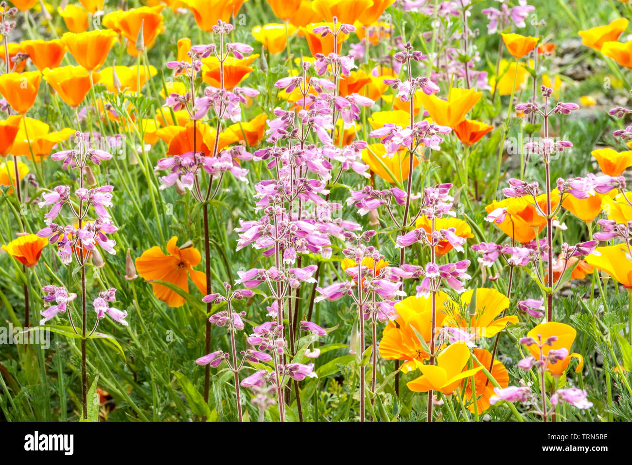 Colorful garden flower meadow mixed flowers Orange Californian poppies Light Pink Penstemons Eschscholzia,californica Spring California poppy Mix Stock Photo
