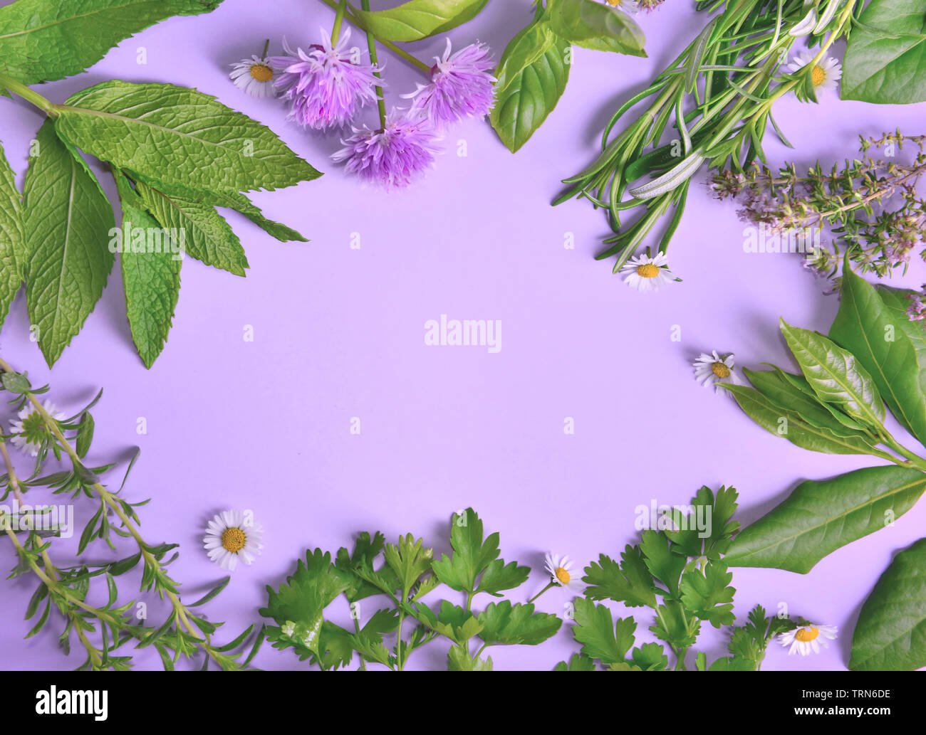 various aromatic fresh herbs with little daisies on purple background Stock Photo