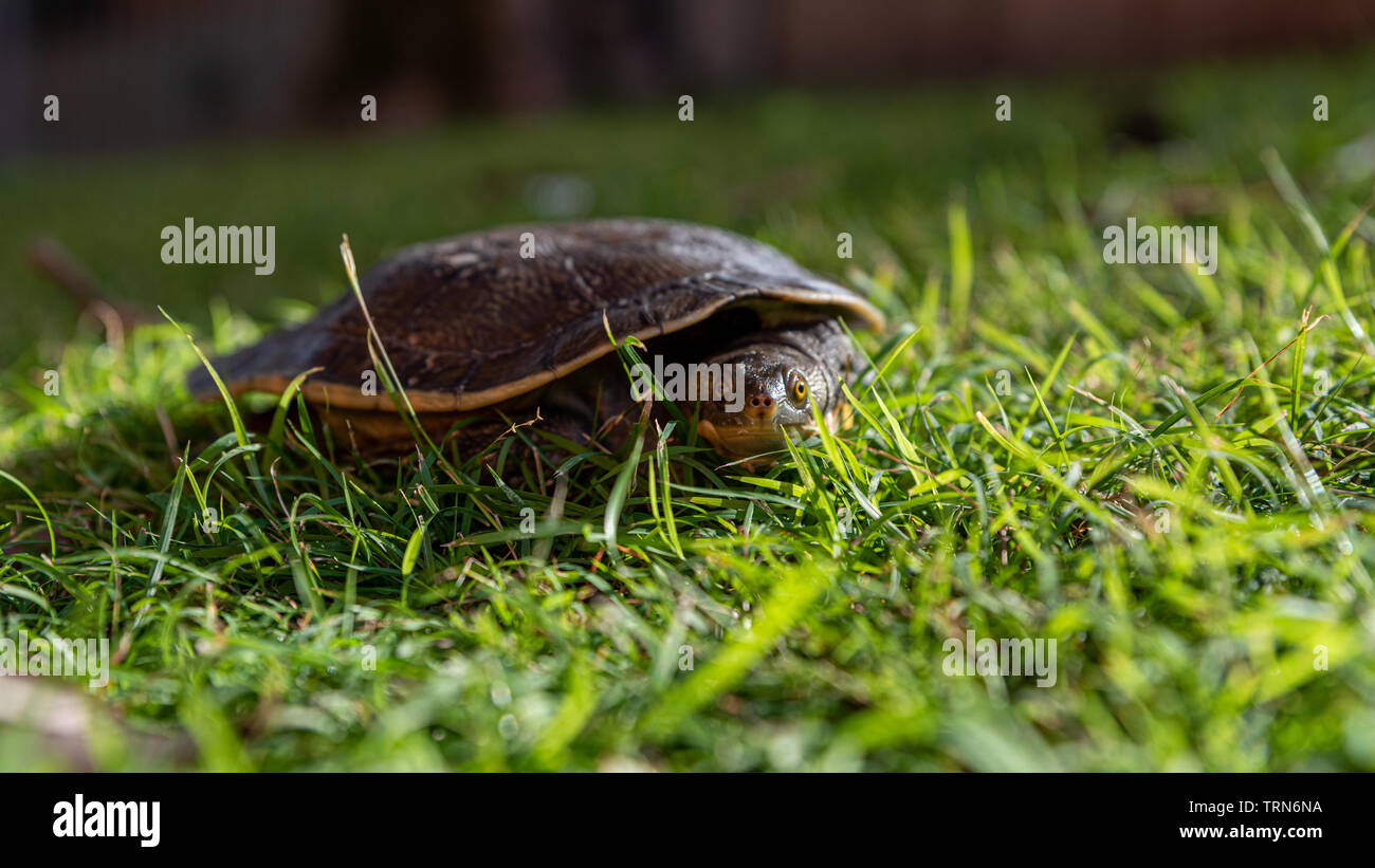 River turtle hi-res stock photography and images - Alamy