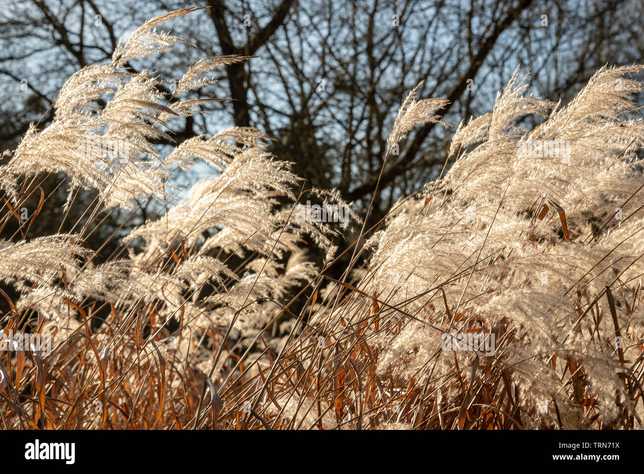 Field of weed grasses in the sun Stock Photo