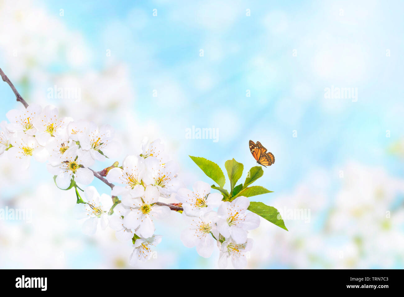Butterfly on a branch of white spring blossom over blue sunny bokeh background close-up. Stock Photo