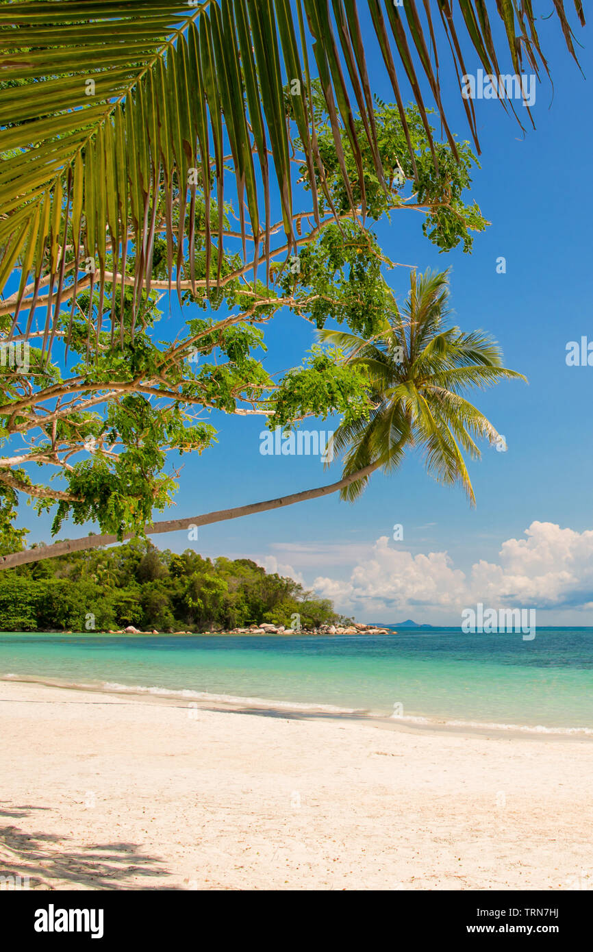 Tropical beach landscape with a leaning palm tree Stock Photo