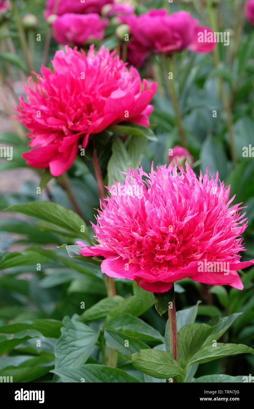 Close-up deep pink flowers of hybrid peony 'Many Happy Returns' / paeonia lactiflora 'Many Happy Returns'. Stock Photo