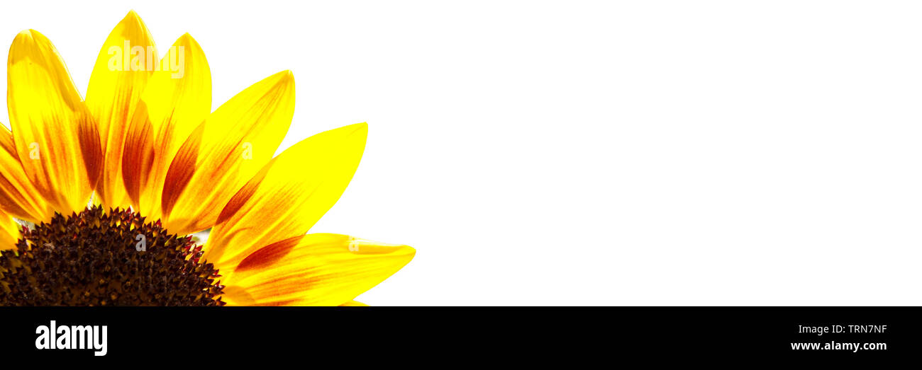 Sunflower close up isolated on white panoramic background Stock Photo ...