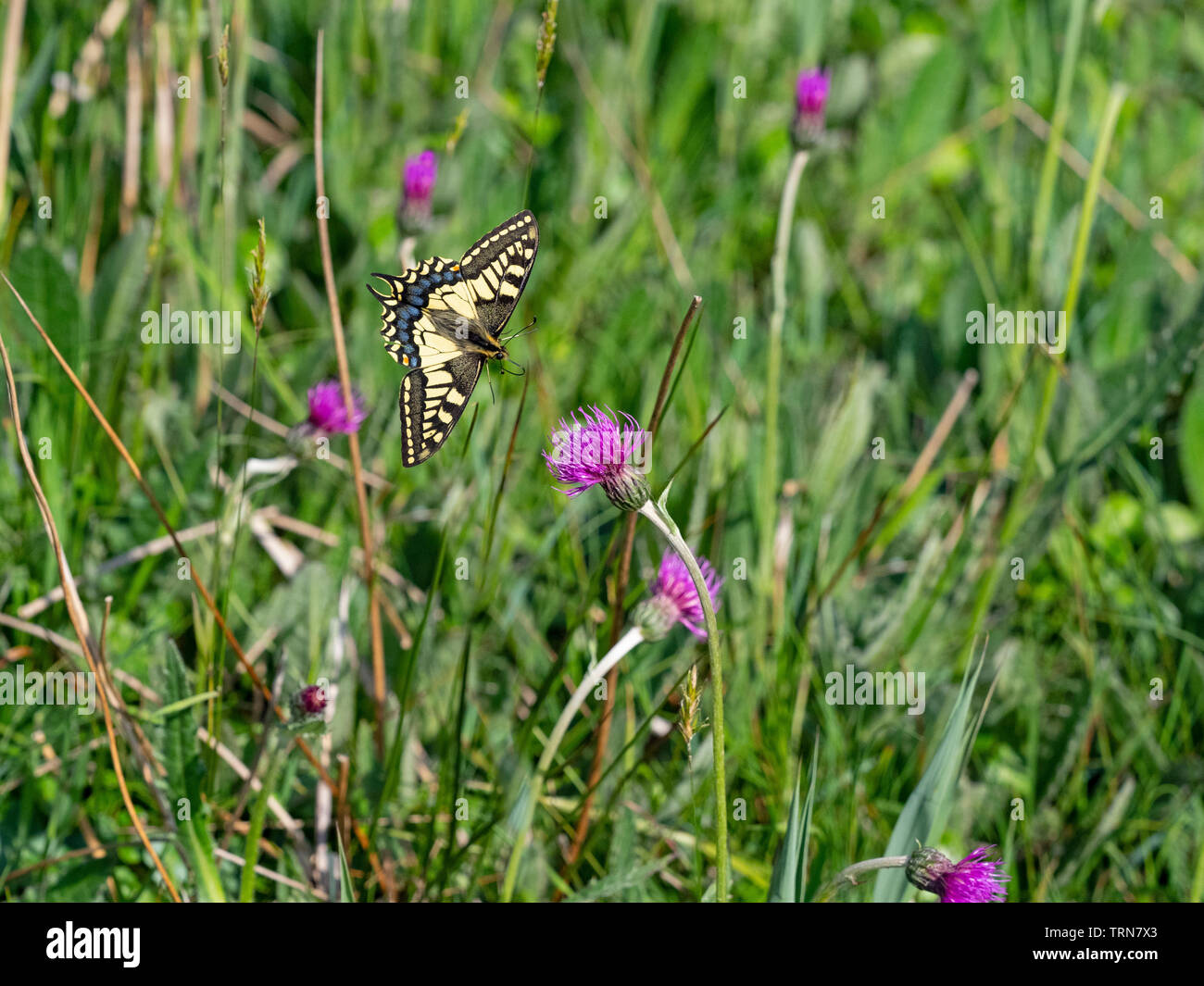 Swallowtail Butterfly Papilio machaon in flight on the Norfolk Broads Stock Photo