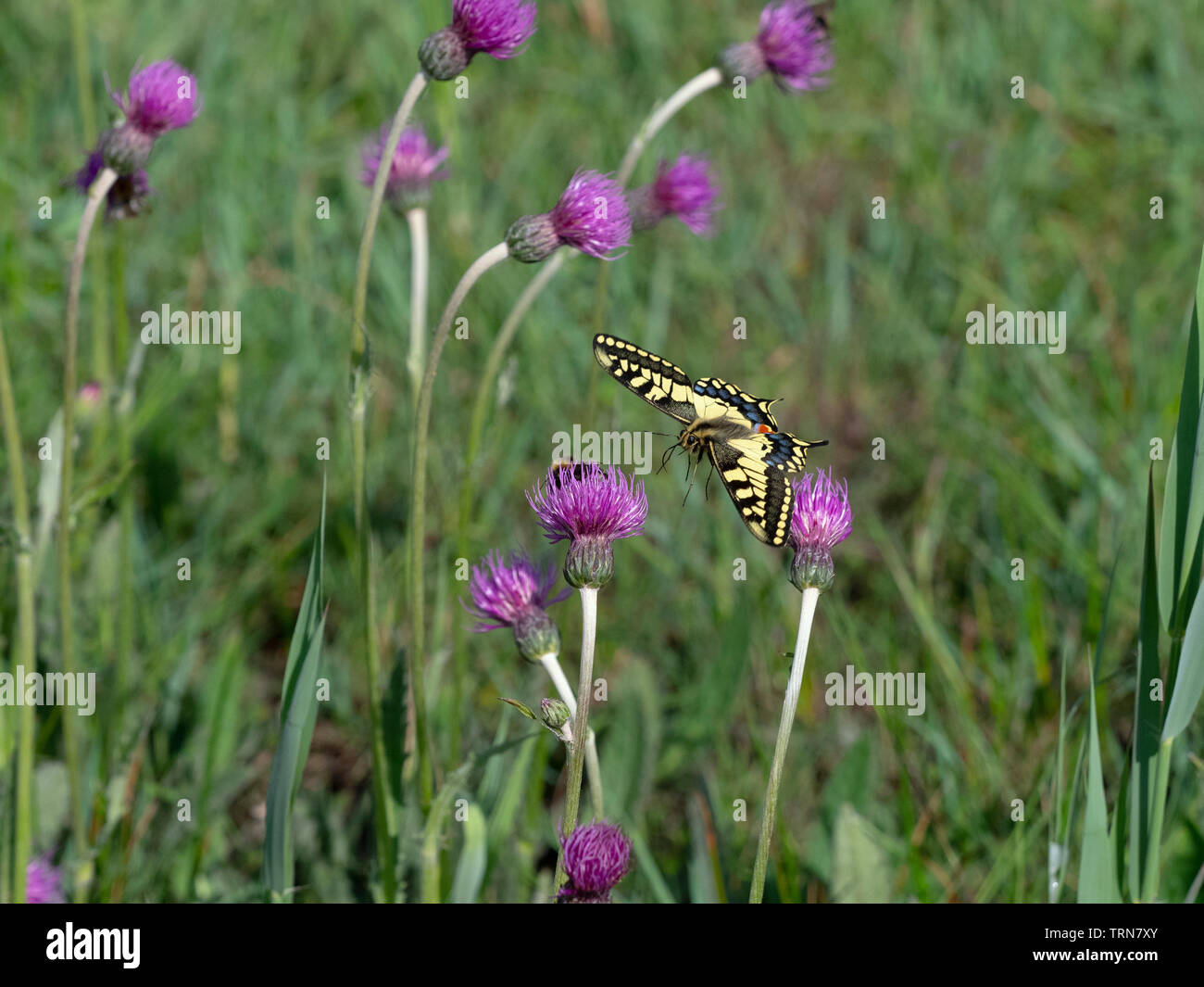 Swallowtail Butterfly Papilio machaon in flight on the Norfolk Broads Stock Photo