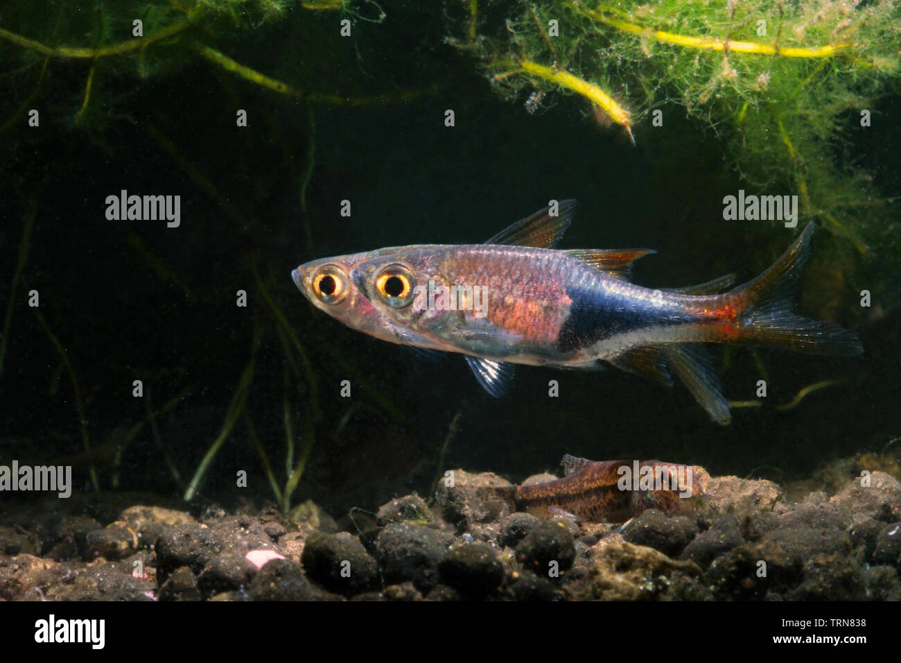 Harlequin Rasbora, beautiful Stock Photo