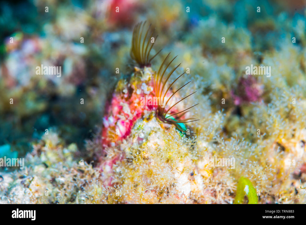 Acorn barnacles (Megabalanus rosa Pilsbry, 1916 ) spreading wide their cirriped. Stock Photo