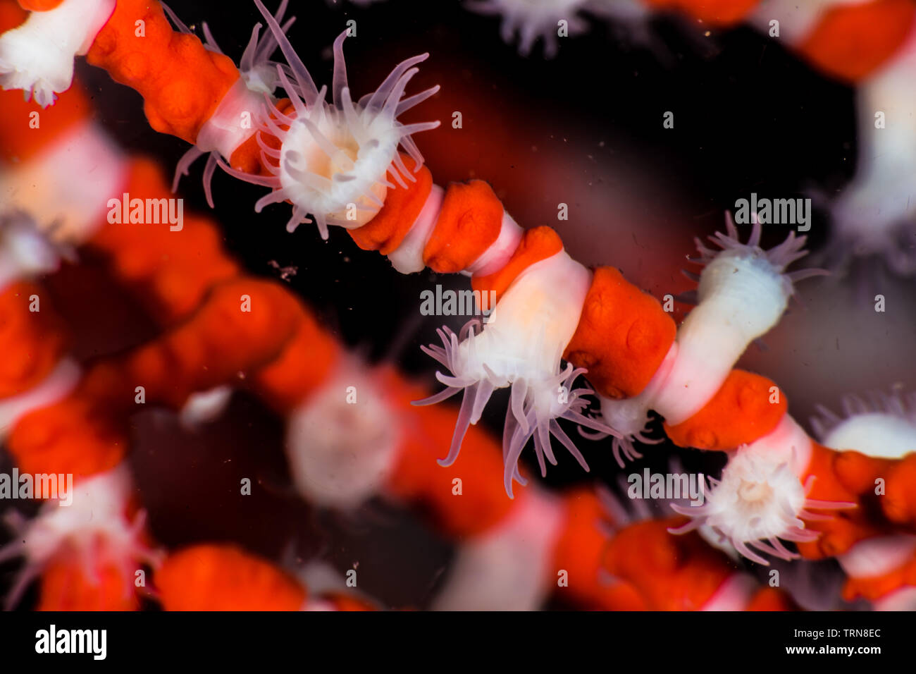 Ring sea anemones (Peranthus sp3) parasitizing the branches of gorgonians. The deep sea anemone that was found out at shallow water. -22m. at Owase Stock Photo