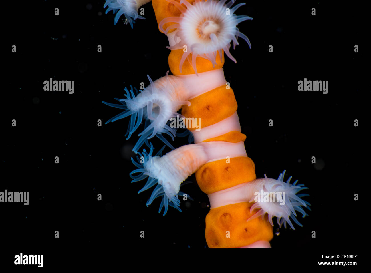 Ring sea anemones (Peranthus sp3) parasitizing the branches of gorgonians. The deep sea anemone that was found out at shallow water. -22m. at Owase Stock Photo