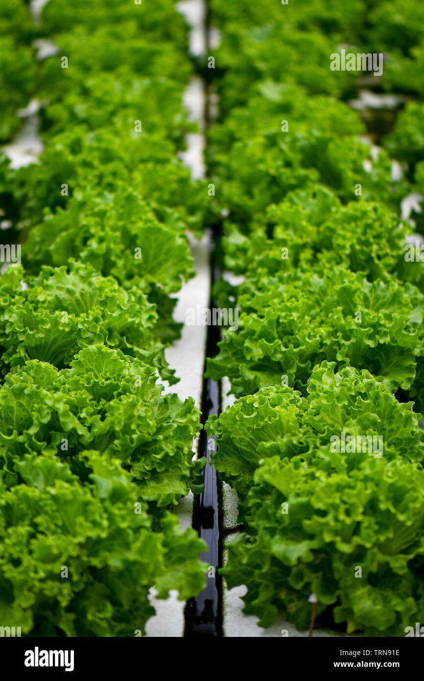 Hydroponic lettuce farming by floating on white styrofoam Stock Photo