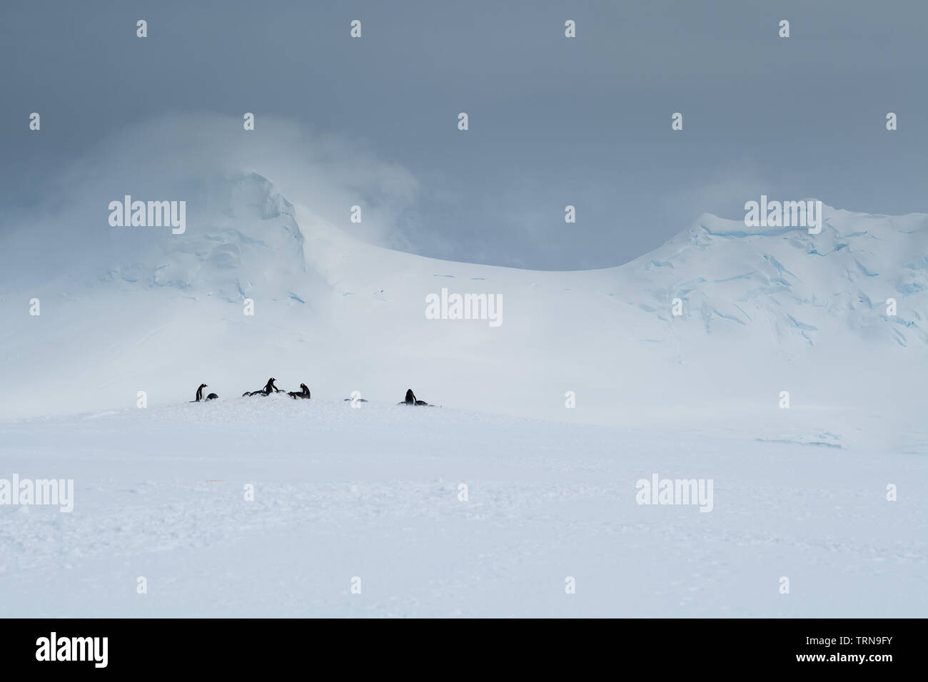 A small group of gentoo penguins on a crest, below snowy mountain peaks in Antarctica Stock Photo