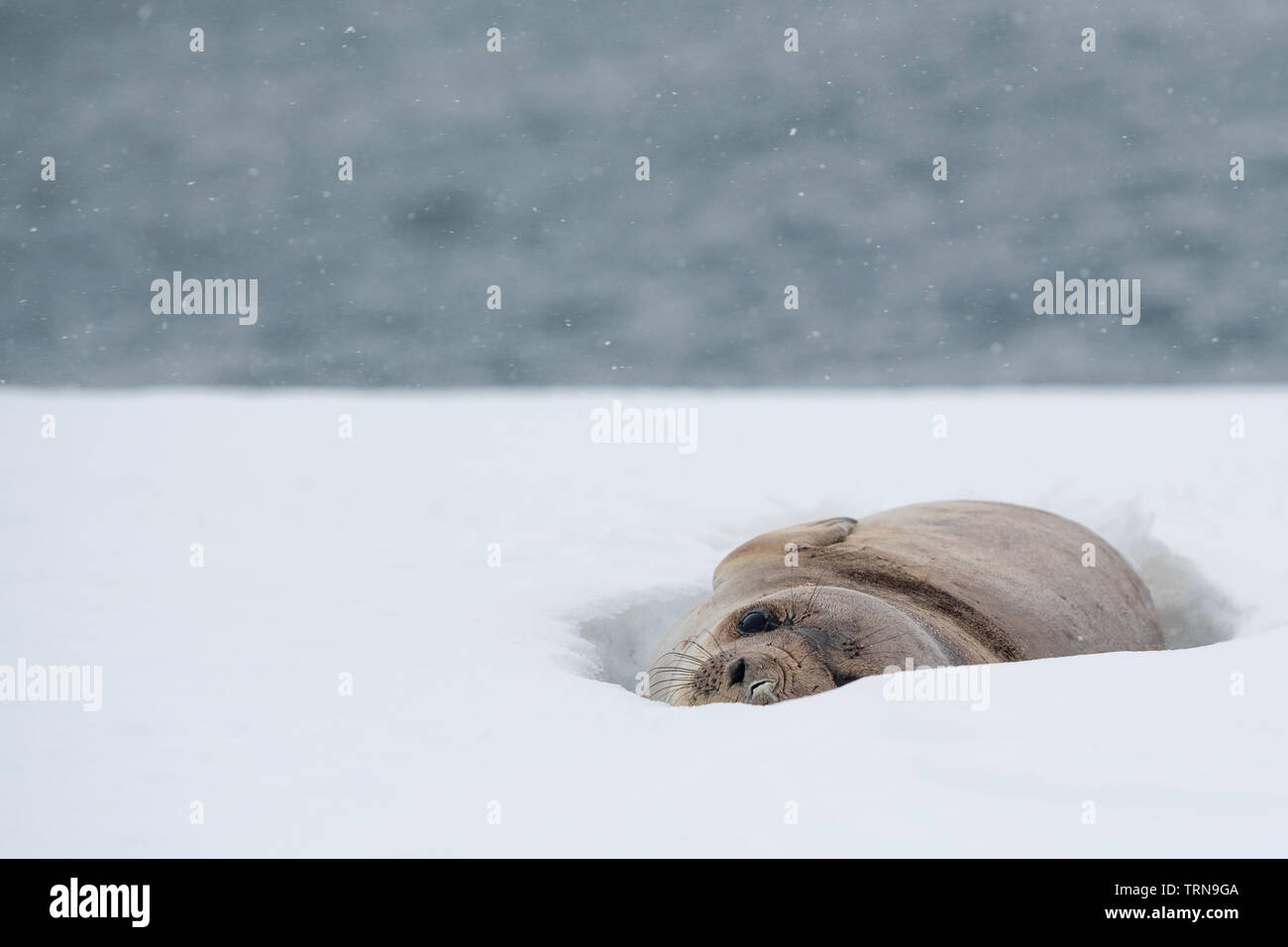 A young elephant seal peering out from its resting place in the snow in Antarctica Stock Photo