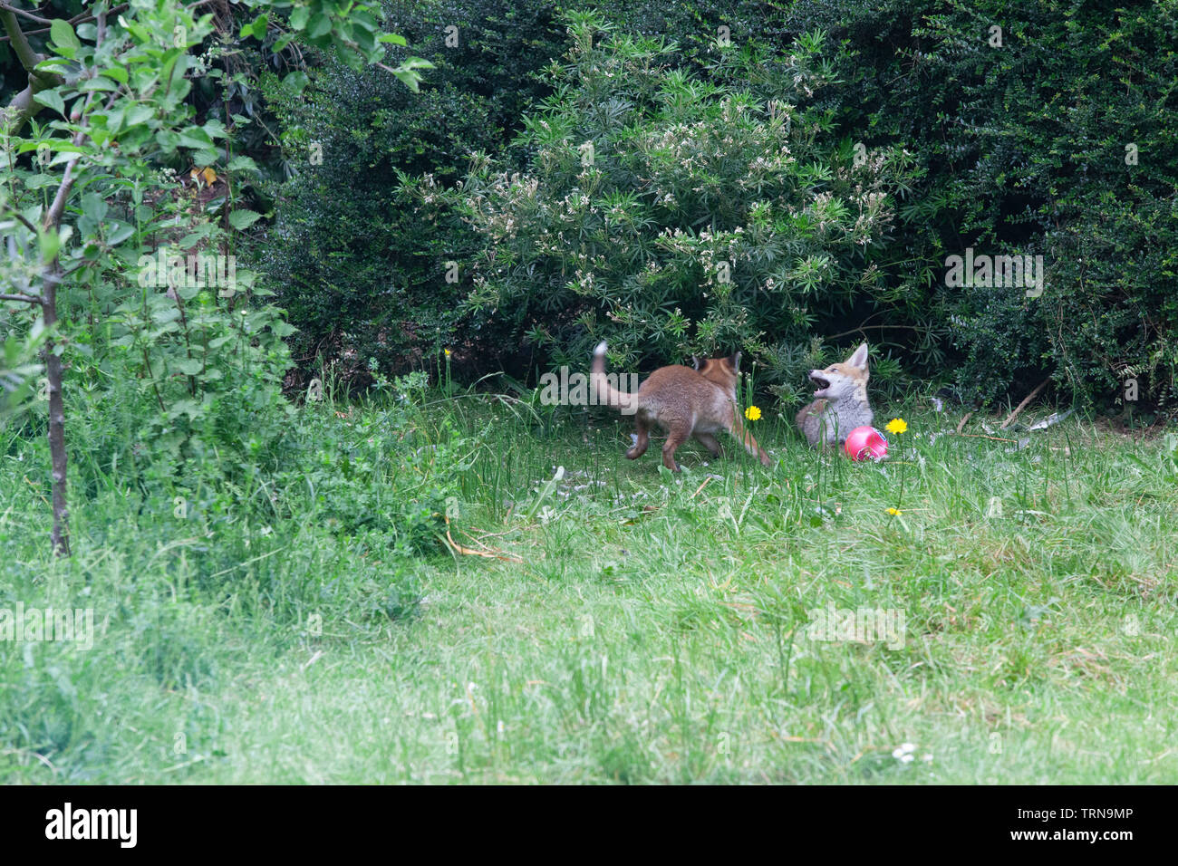 Fox cubs play in a garden in south London. Stock Photo
