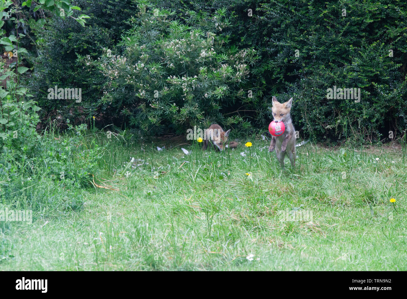 Fox cubs play in a garden in south London. Stock Photo