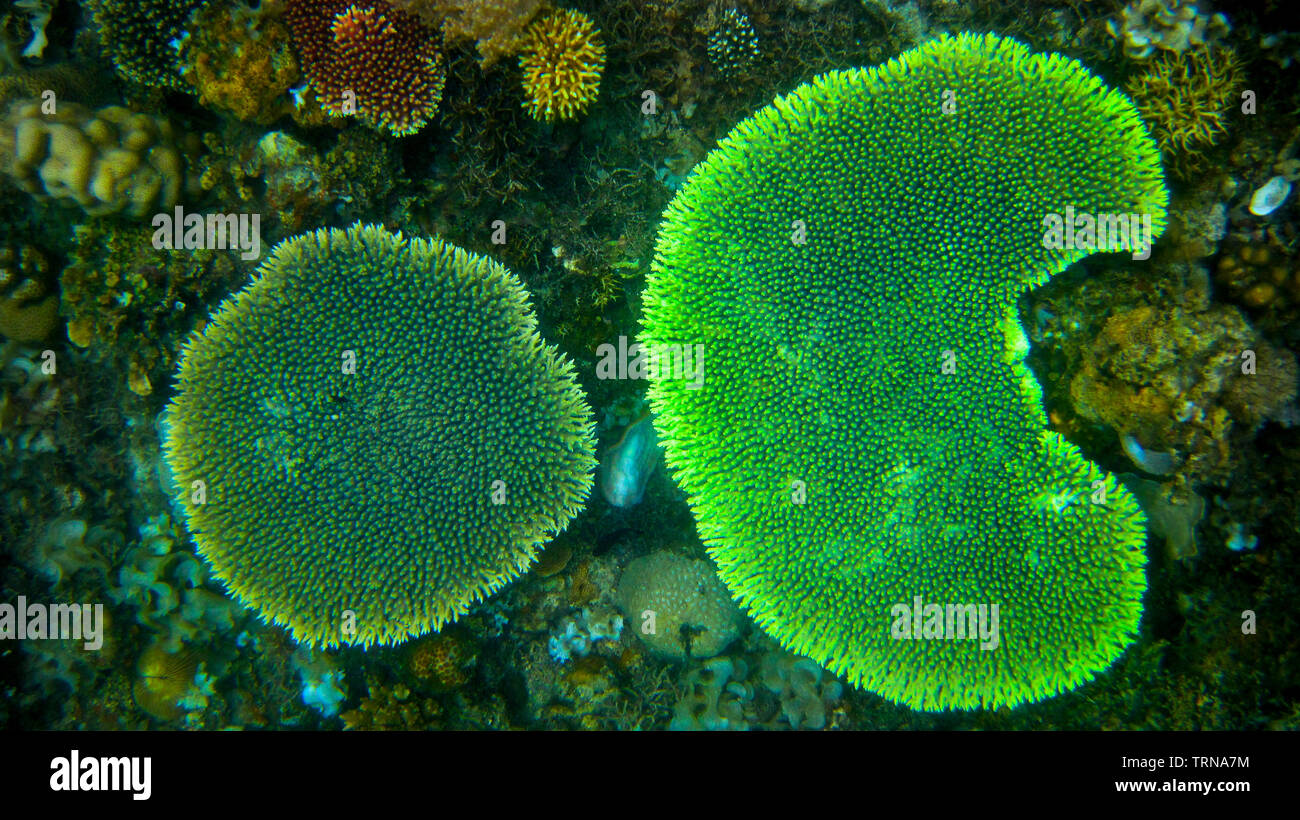 Varieties of coral clusters thrive in Coron, Palawan, like stag horns, brain , broccoli and table corals thrive in the shallows of Coron, Palawan. Stock Photo