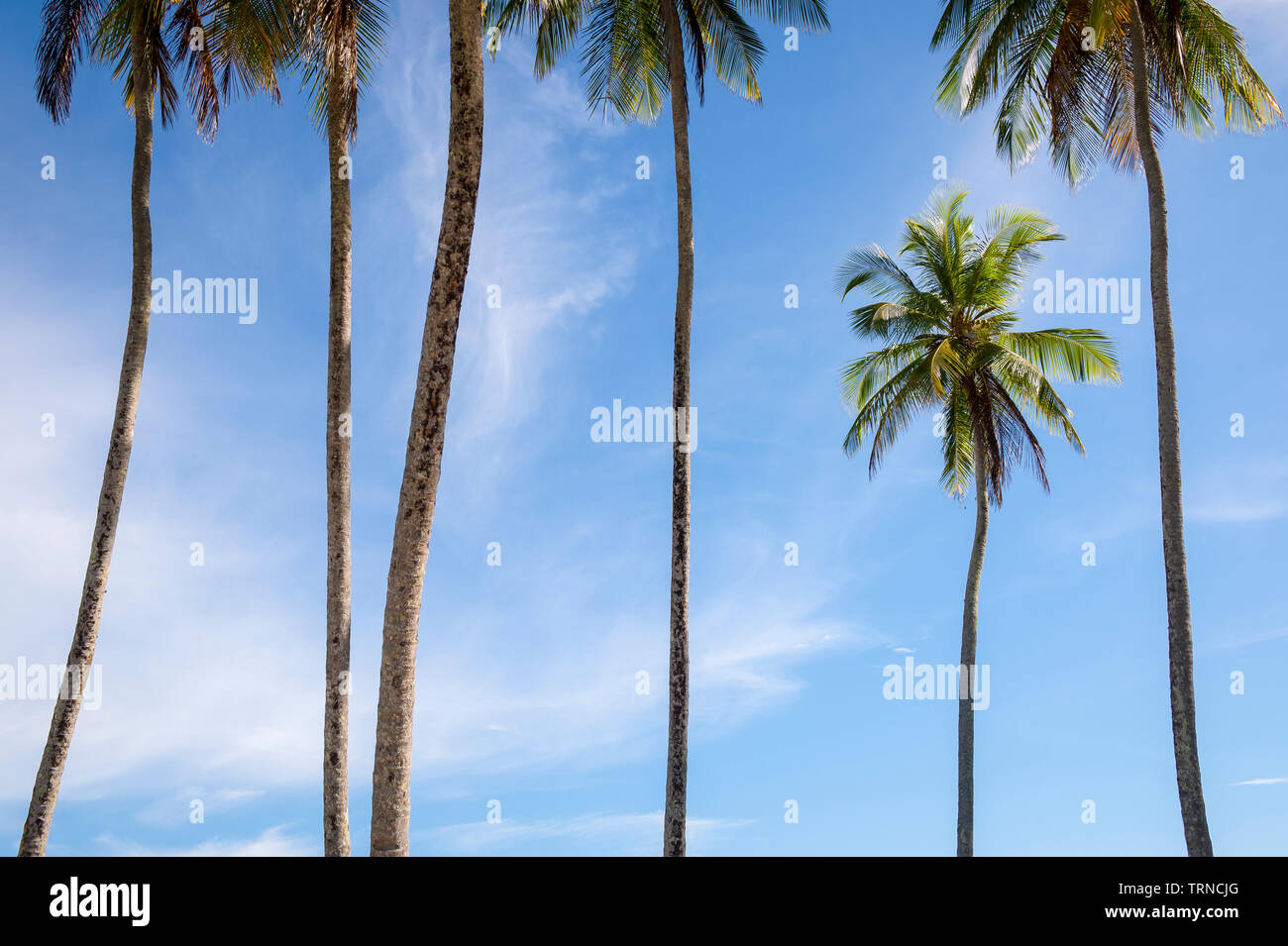 Scenic tropical background of tall skinny palm trees soaring into