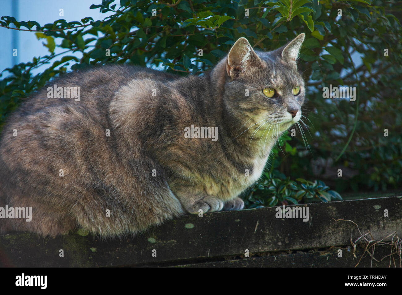 Domestic shorthair cat with green eyes in the garden Stock Photo Alamy