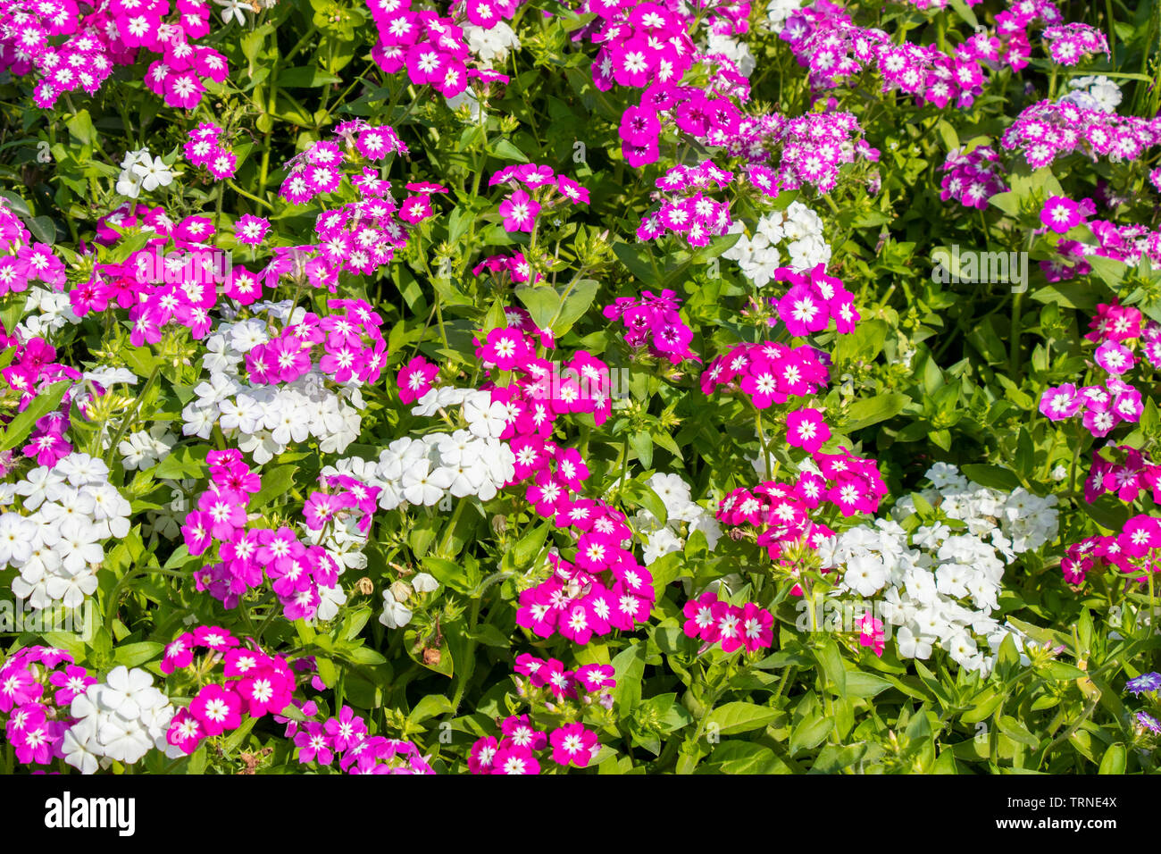 Garden phlox flowers blooming in graden in bright sunny day Stock Photo