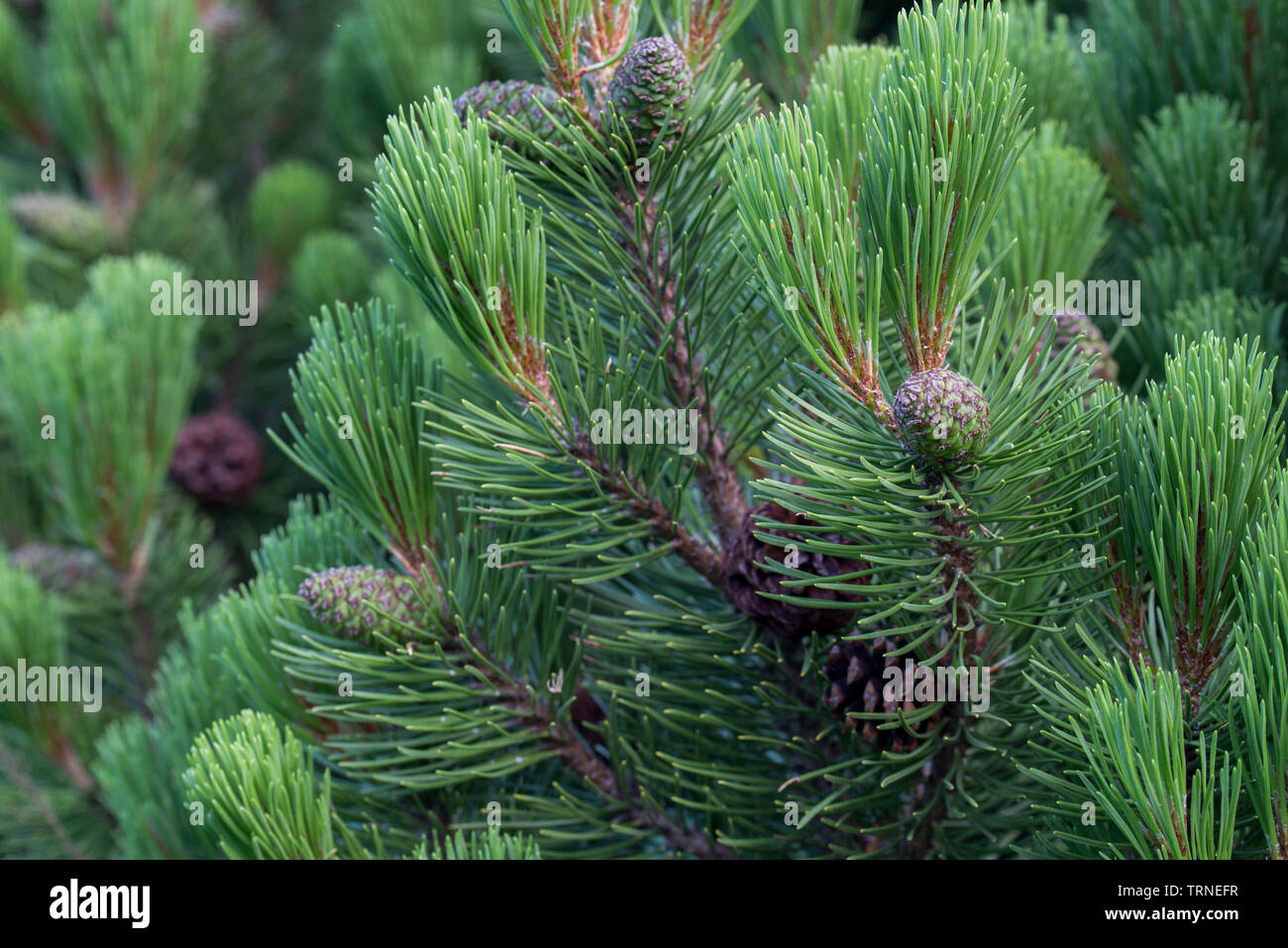 pinus mugo, mountain pine cones on twig Stock Photo
