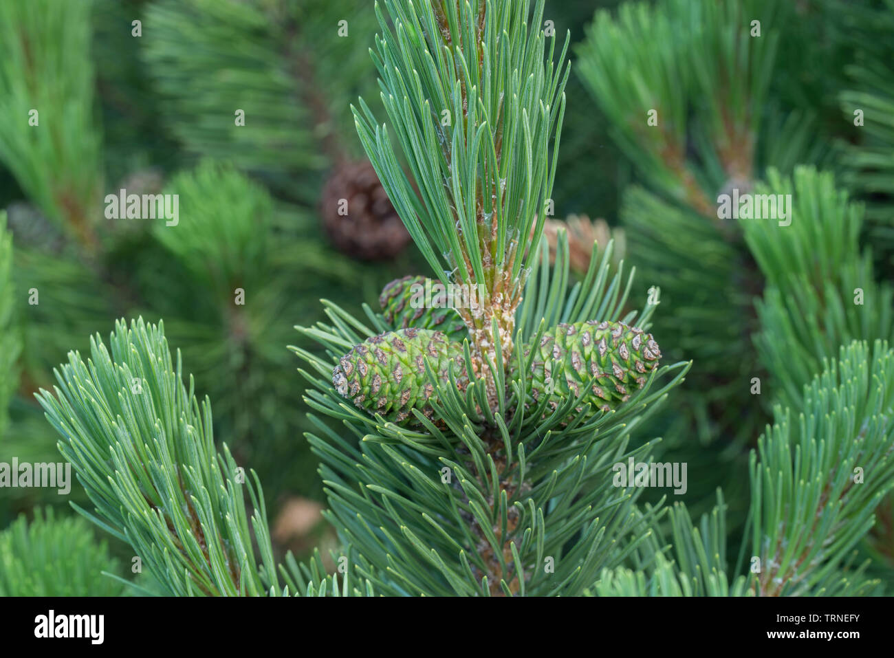 pinus mugo, mountain pine cones on twig Stock Photo