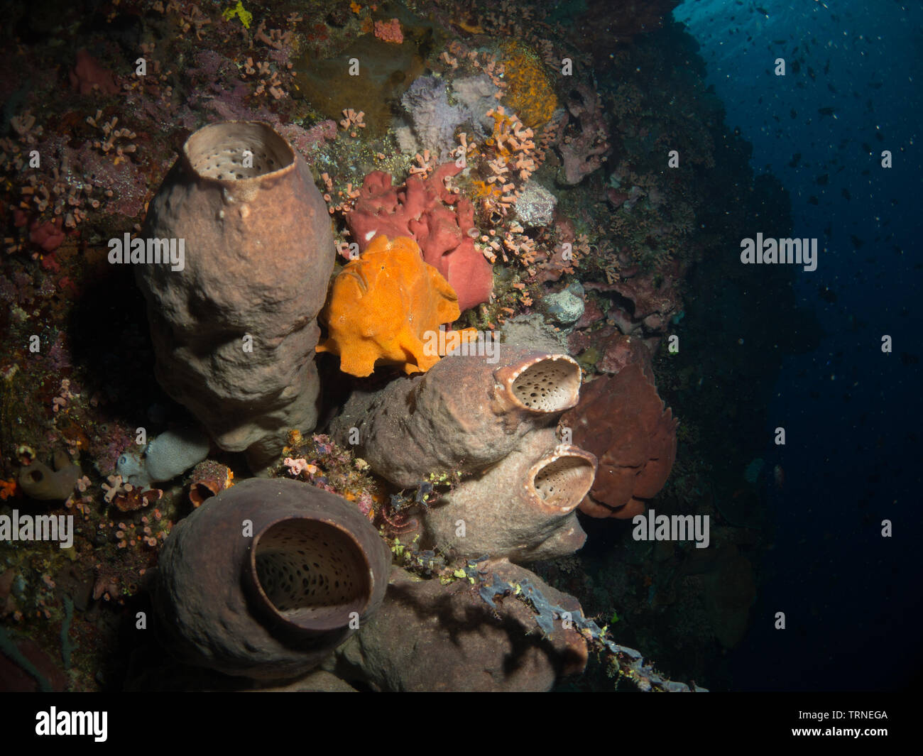 Giant frogfish (anglerfish) on a colorful coral reef underwater in Bunaken Marine Park, North Sulawesi, Indonesia Stock Photo