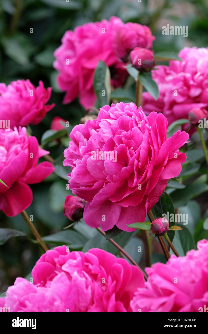 Close-up of Paeonia lactiflora red Sarah Bernhardt, peony red Sarah Bernhardt Stock Photo