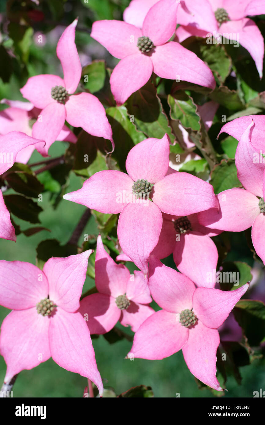 Close-up of pink bracts / flowers of Cornus kousa 'Beni-fuji', kousa Beni-fuji Stock Photo